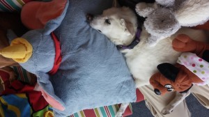 Bailey resting with stuffed animals